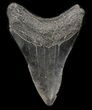 Serrated, Lower Megalodon Tooth - South Carolina #37623-2